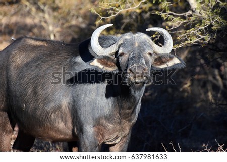 Picture of an African buffalo in South Africa.