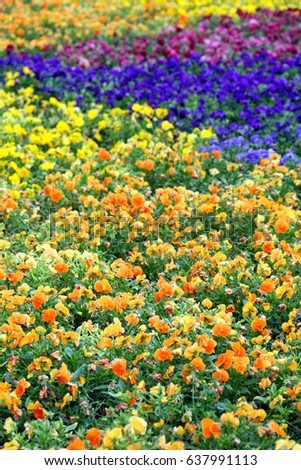Flowers in Rainbow colors