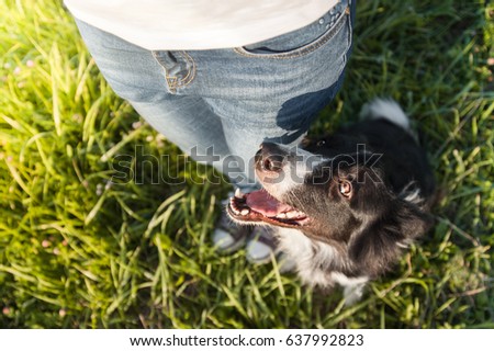 Border collie sitting near its owner Royalty-Free Stock Photo #637992823
