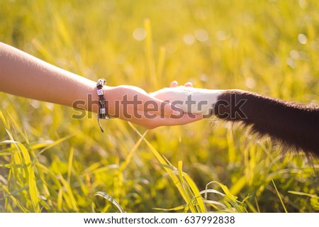 Dog paw and human hand, friendship Royalty-Free Stock Photo #637992838