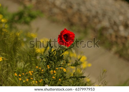 Beautiful blurred floral background with selective focus.  An uneven bright bright floral picture as a natural background