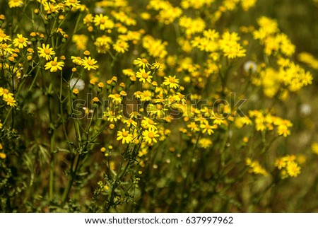 Beautiful blurred floral background with selective focus. Bright spring floral background with yellow first spring flowers. An uneven bright bright floral picture as a natural background