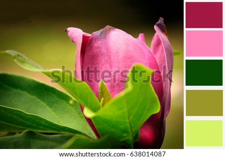 blooming flowers In a color palette with complimentary colour swatches.