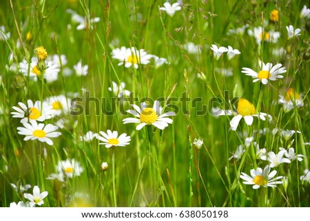 Chamomile flowers daisy flowers
