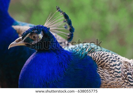 Elegant blue and green birds peacock on the nature background