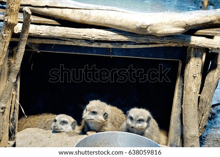 Photo of a meerkat family in their shed