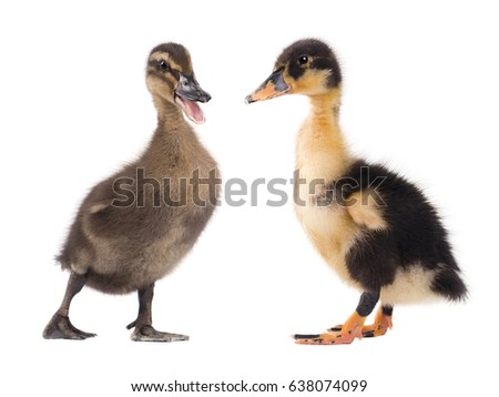 Two cute ducklings isolated on white background.