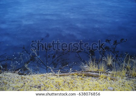 Infrared photography view at the edge of navy blue water lake with fluorescent yellow grass.  A reflection of tree branches forming beautiful black shadow with clouds texture on the water.