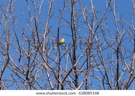 A small bird citrinella on the branches of a spring tree just dissolving fresh leaf sprouts. Rare species of wild birds of golden color. Spring bright shot with a blue sky and a yellow birdie
