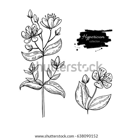 St. John's wort vector drawing set. Isolated hypericum wild flower and leaves. Herbal engraved style illustration. Detailed botanical sketch for tea, organic cosmetic, medicine, aromatherapy Royalty-Free Stock Photo #638090152
