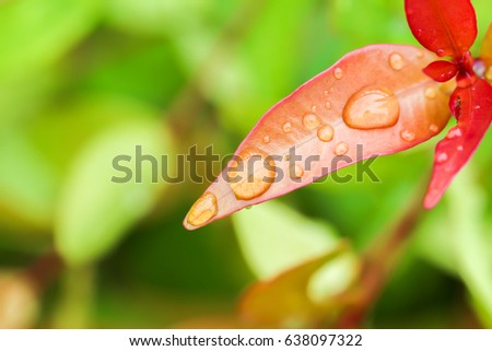 Closeup rain drops on red  leafs nature background 