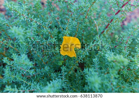 a yellow flower growing in the mountains