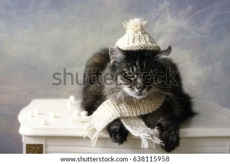 Cat with a winter hat
