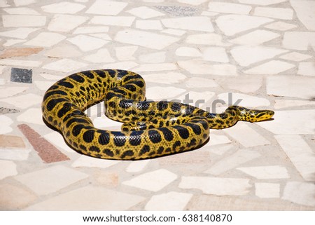Burmese Python,Python bivittatus on stone background.