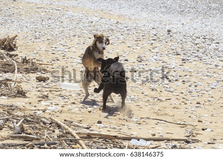 Two playing street dogs at the sand beach