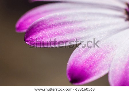 Macro Flower Petal. Abstract background. Floral color