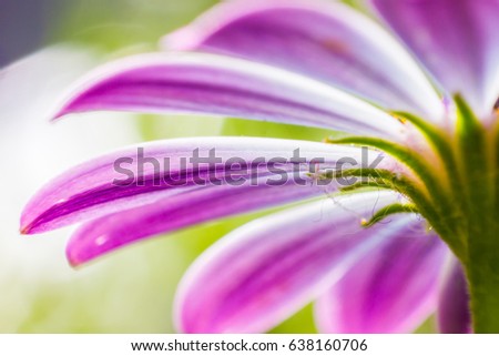 Macro Flower Petal. Abstract background. Floral color