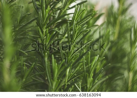 Small detail of rosemary plant: a plant used in the kitchen as amiable spice. Royalty-Free Stock Photo #638163094