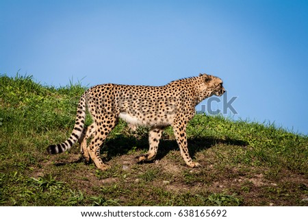 Cheetah. Animal shot capturing Cheetah. Nature and outdoor animal shot. Africa, safari.