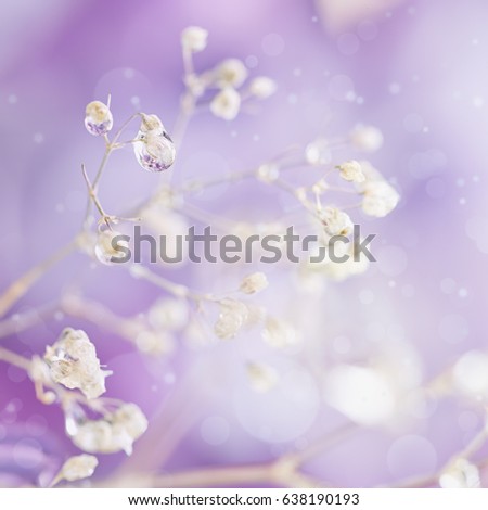 Beautiful abstract light and blurred soft background with flowers in purple color. Close-up of of many dew drops or rain water on the dry flower. Elegant and artistic spring background or wallpaper.