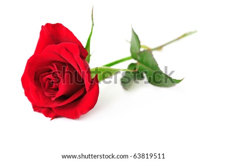 Single red rose flower isolated on white background Royalty-Free Stock Photo #63819511