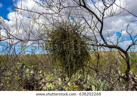 Parasitic Desert mistletoe has killed a mesquite tree in Saguaro National Park