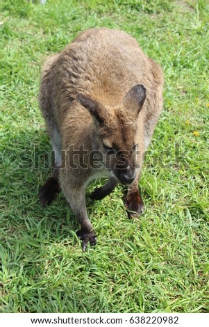 Closeup of young kangaroo sitting on bright green grass.