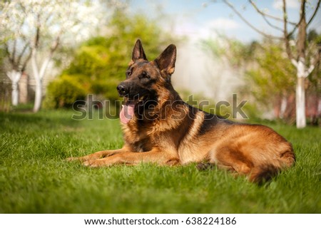 Lying beautiful german shepherd dog Royalty-Free Stock Photo #638224186