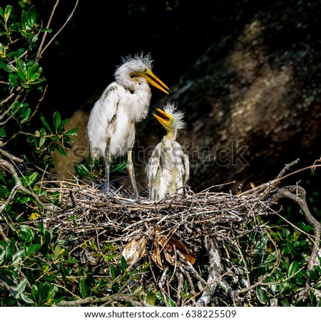 Two Great Egret chicks in the nest
