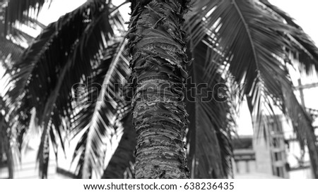 Picture of a palm tree (Phoenix canariensis). Black and white Coconut Palm Tree.