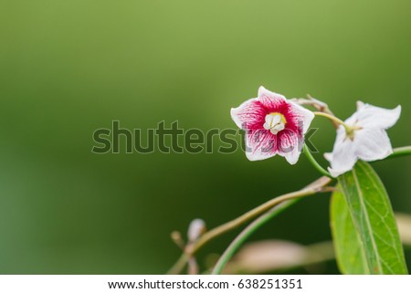 Rosy Milkweed or Oxystelma esculentum or Oxystelma secamone with leaves on branch and green blurry background and copy space
