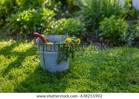 weeding garden with metal pail or bucket of dead dandelions hanging over side