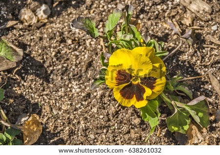 Yellow and brown pansy in sunlight