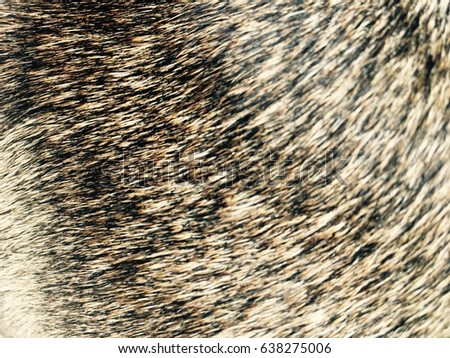 Abstract blur Dog fur textures. Grey, Dark Brown Dog Fur Natural for Background, textures and wallpaper. - Soft Focus