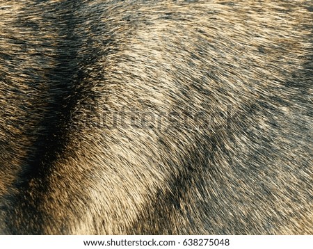 Abstract blur Dog fur textures. Grey, Dark Brown Dog Fur Natural for Background, textures and wallpaper. - Soft Focus