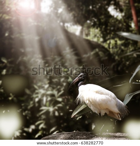 Black headed ibis bird find food on the rock with sunlight
