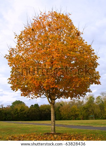 Fall Sugar Maple Tree (Acer saccharum) Royalty-Free Stock Photo #63828436