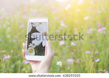 Woman Photography take a photo of fields white Cosmos beautiful by smart phone with cosmos garden