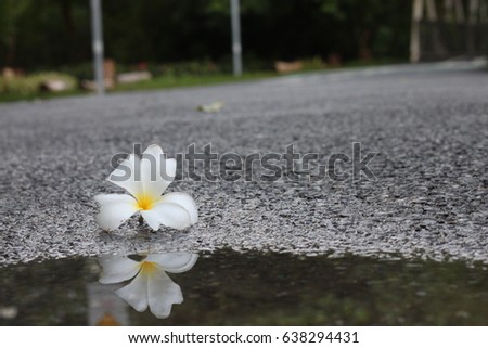 Flower on the road