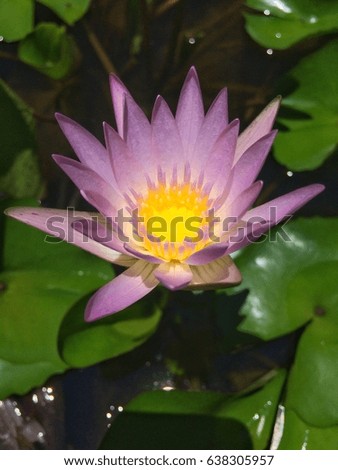 Beautiful lotus flower or blooming flowers in the morning pond
