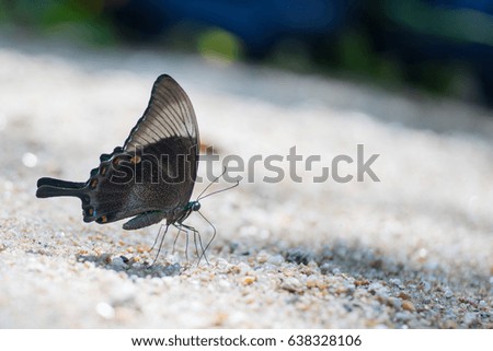 Butterflly eat food on sand