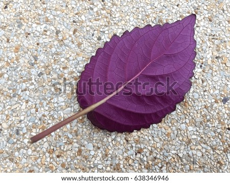 Purple leaf on sandstone floor