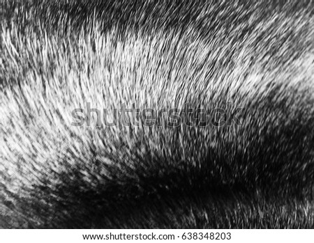 Abstract blur Dog fur textures. Grey, Dark Black Dog Fur Natural for Background, textures and wallpaper. - Soft Focus