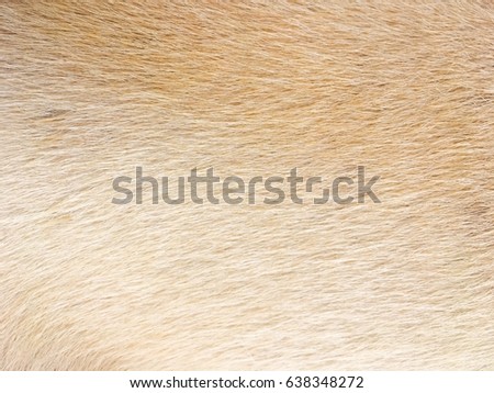 Abstract blur Dog fur textures. Grey, White Brown Dog Fur Natural for Background, textures and wallpaper. - Soft Focus
