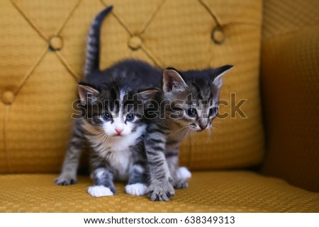 Striped kittens