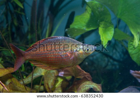 Silver red rainbowfish (Melanotaenia sp.) in planted tank
