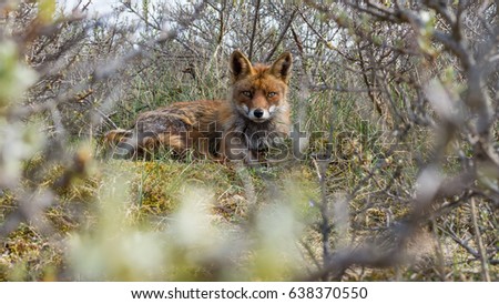 Red Fox rest between the bushes in the dunes