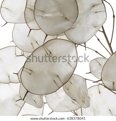 full frame honesty plant closeup in white back Royalty-Free Stock Photo #638378041