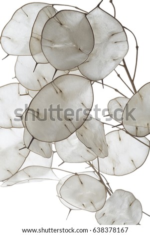 full frame honesty plant closeup in white back Royalty-Free Stock Photo #638378167