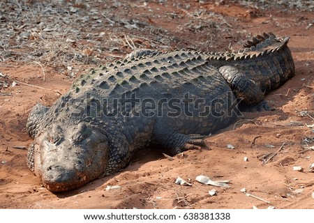 Big und relaxing Crocodile in the Chobe National Park in Botswana